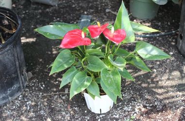 Anthurium ‘Flamingo Lily’