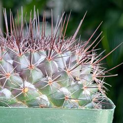 4” Mammillaria-Tesopacensis Rubriflora SQ $11.99 ❤️🤍💚