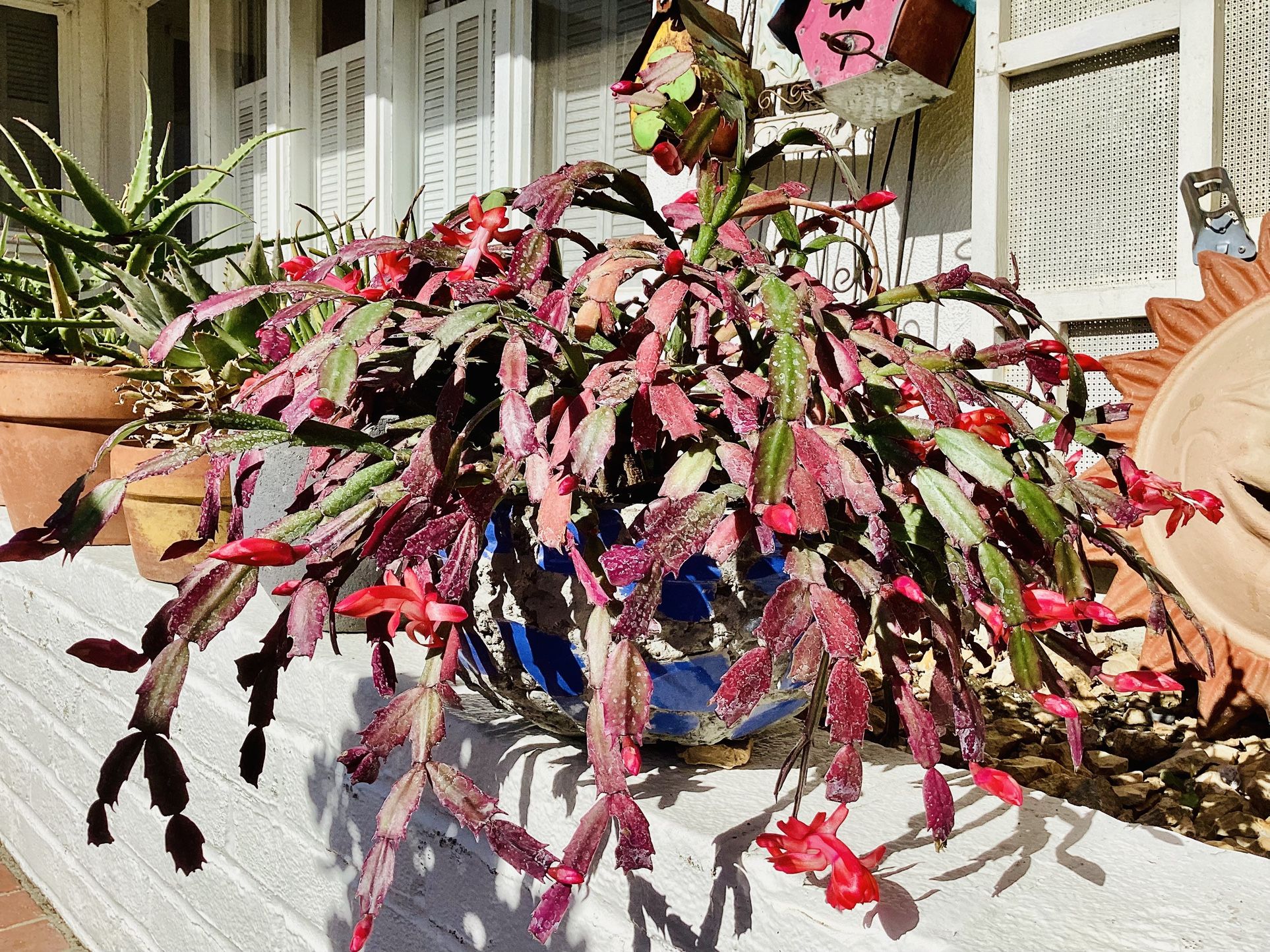 Two Big Pots Of Mature Christmas Cactus -$40 Each
