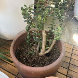 10”planter With Jade 