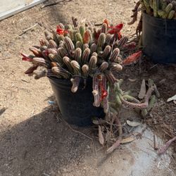 Smaller Pot Cactus Flowers 