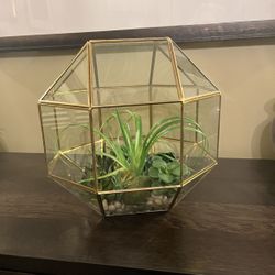 Large Geometric Octagon Glass Terrarium Brass Detail