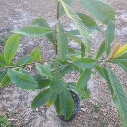 Loquet  Fruit 