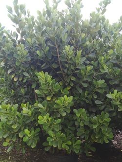 SALE! HUGE CLUSIA PLANT IN 25 GALLONS FOR ONLY $95 OPEN TODAY