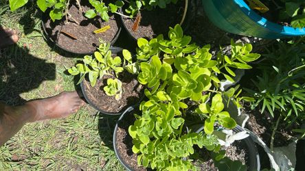 Sedum