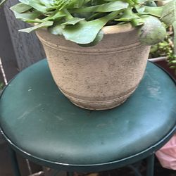 Plant with stands for $25