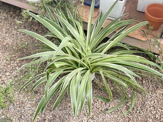 Huge Variegated Spider Plant – Large Healthy