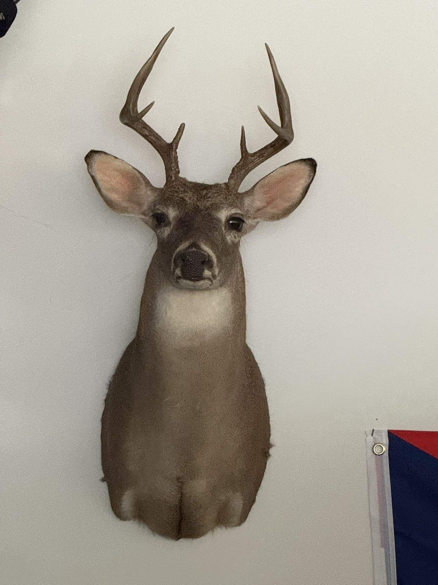 8 Point Buck Head
