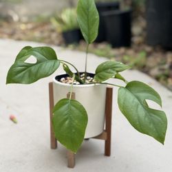 Monstera Adansonii (Swiss Cheese Plant)