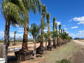Palm trees for sale