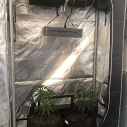 5x3x2 Grow Tent And Full Set Up