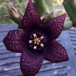 Plantas De Stapelia 