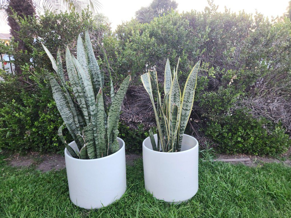 Pair of ceramic mid century modern white planter pot 15 in. tall x 15.5 in. wide