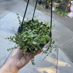 6” String Of Turtles