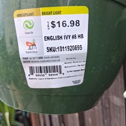 English Ivy #8 HB (Bright Light)