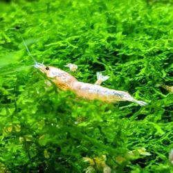 Coral moss for fish tanks And  Aquascapeing