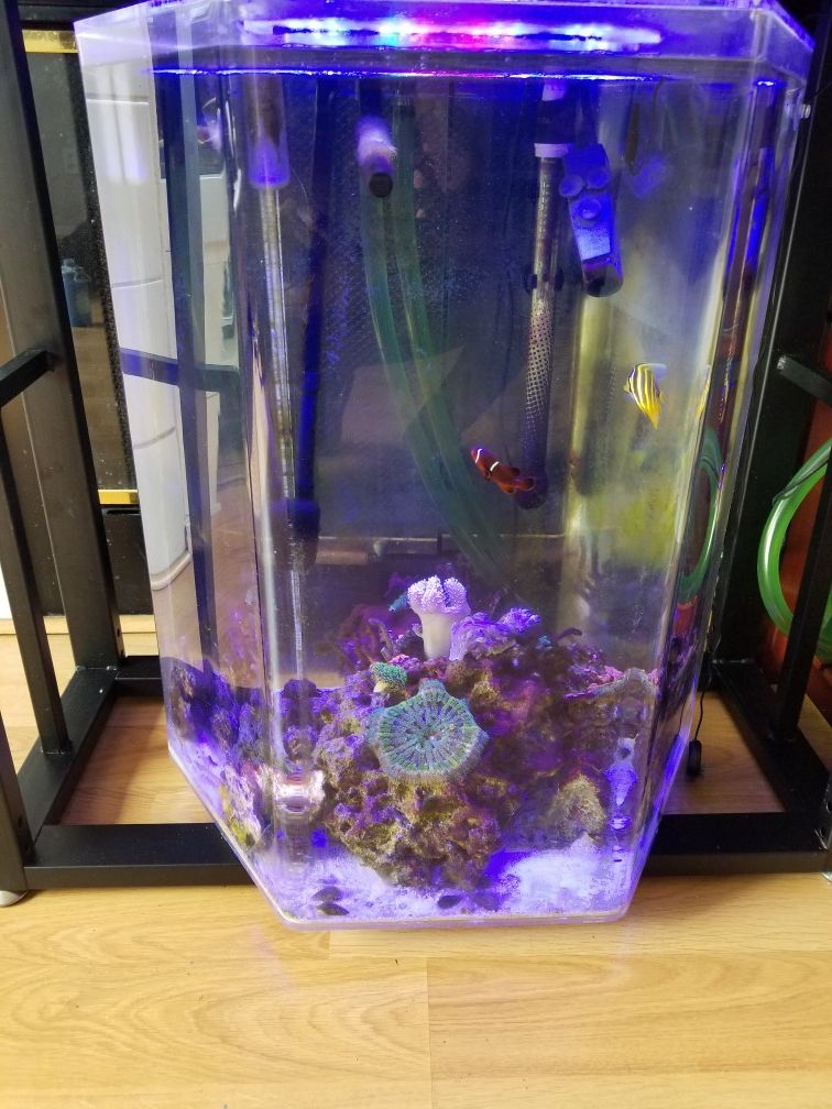 Fish tank complete setup