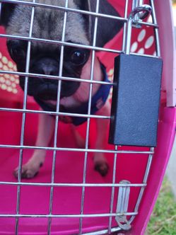 Puppy pet carrier pink blue harness