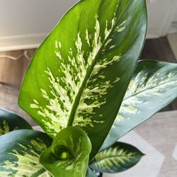 Stunning Dieffenbachia Tropic Snow