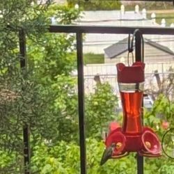 Bird Feeder