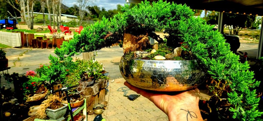 Bonsai Tree 3 Years Old
