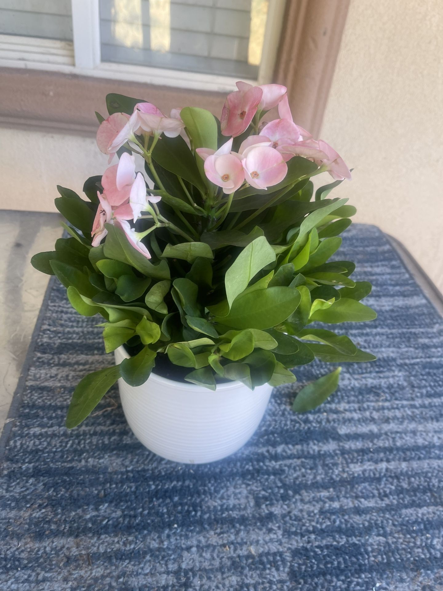 Plant In Ceramic Pot