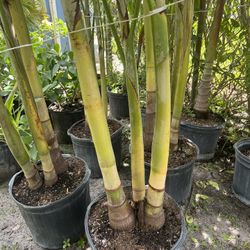 CHRISTMAS PALM (7 Gallon Pot Double or Triple) Keep landscape attractive.