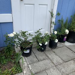 Outdoor rose $12