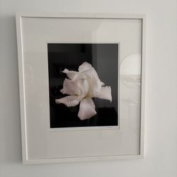 Framed Art White Flower 