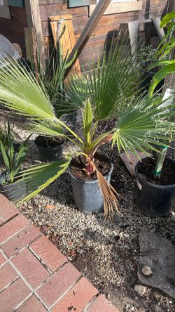 Mexican Fan Palm