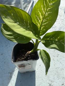 FREE  DUME CANE - Dieffenbachia