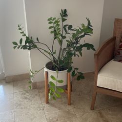 Plant With Pot