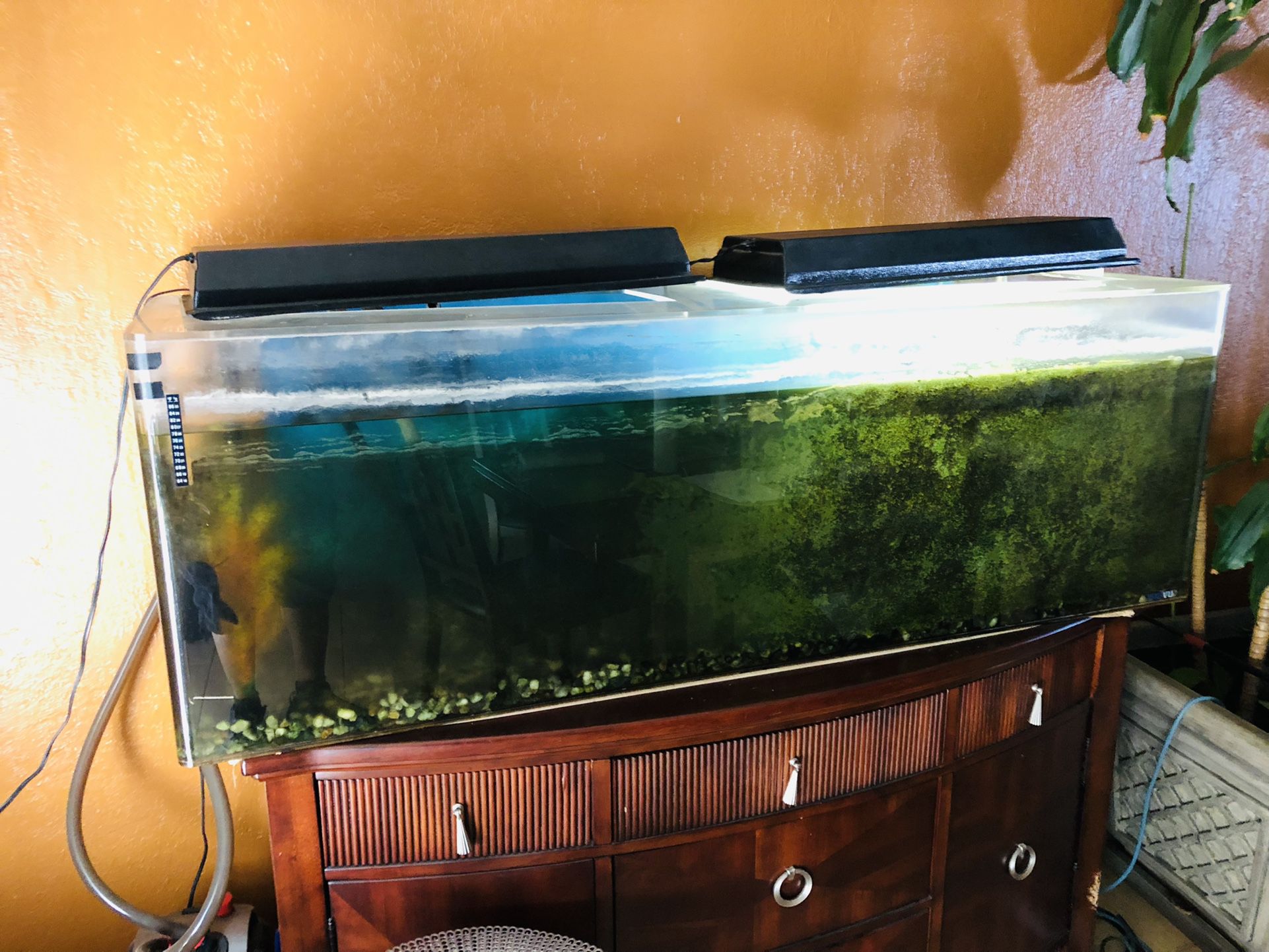 Large aquarium  with Pumps, Filters. The Aquarium is 100 Gallons and  is 5 feet long. 