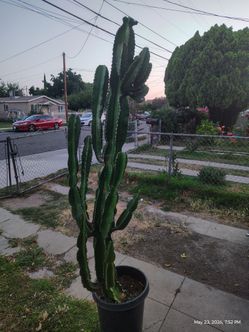 Euphorbia cactus succulent plant