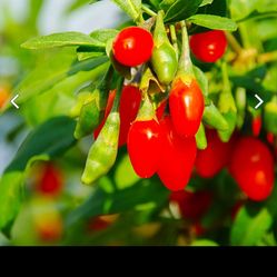 Goji live  Cascading Branches Goji Berry Plants  In 5 gallon Pot