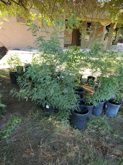 30 chiliano mesquites.20 moros y moras.