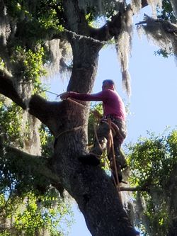 Tree Work