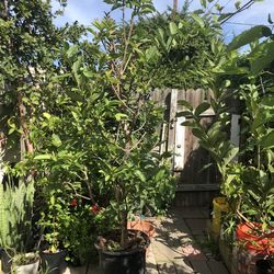 8 Ft Mexican Cream Guava Tree Fruited 15 Gallon $275 Or Best Offer