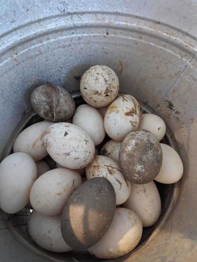 Fresh Duck Eggs