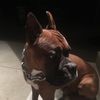 Canelo 