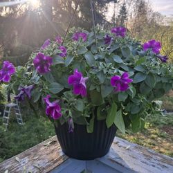 Two Petunia Hanging Baskets