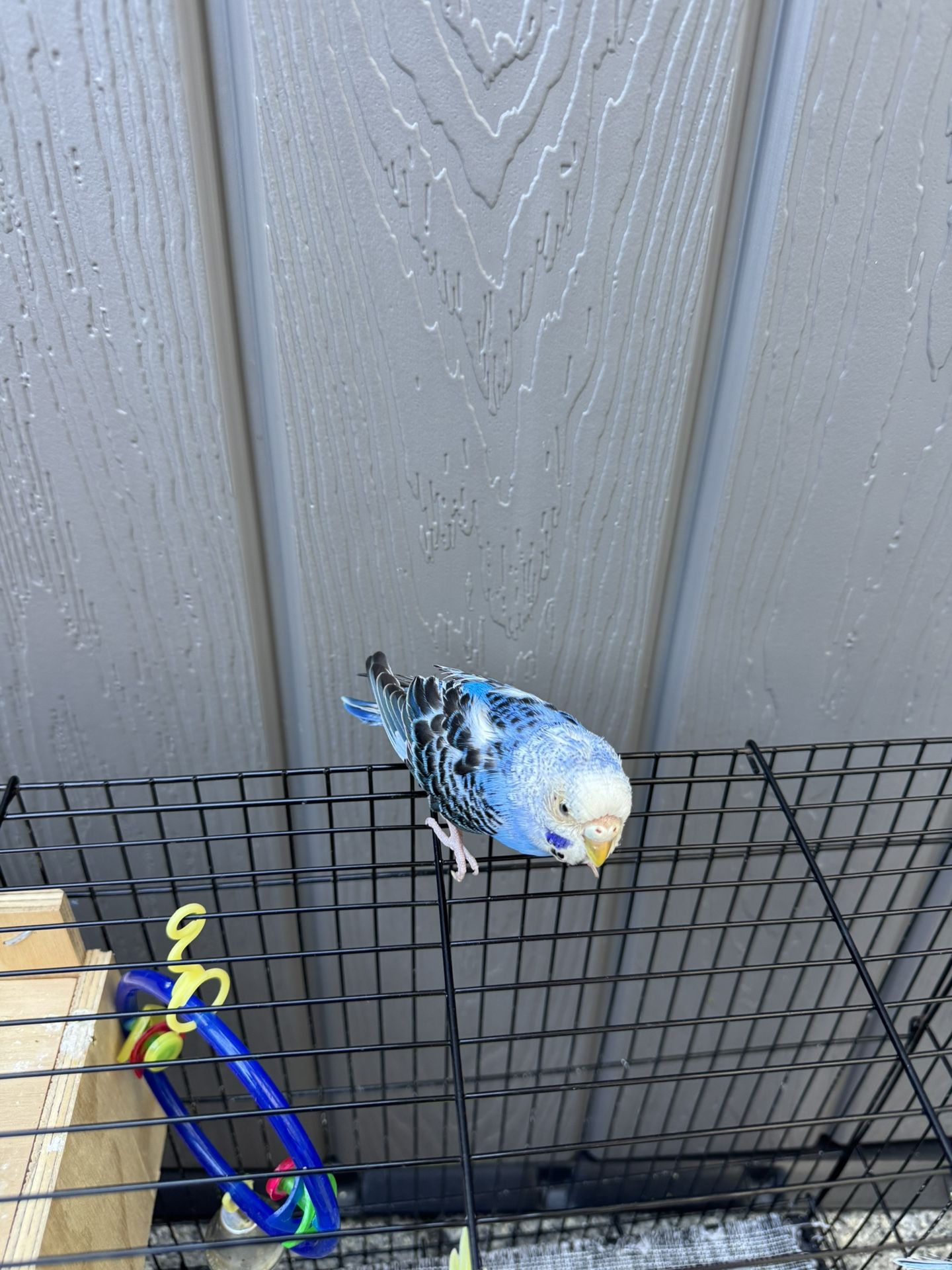 Bird Cage !!