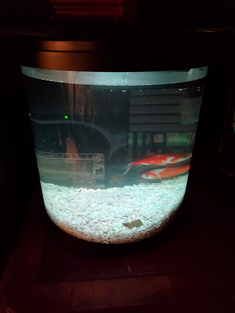 3.5 gallon fish tank
