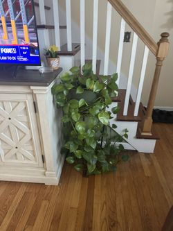 Beautiful Photo Plant 🌱 $40