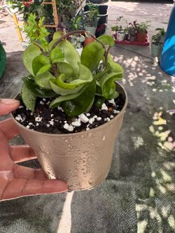 Hoya compacta Indu rope