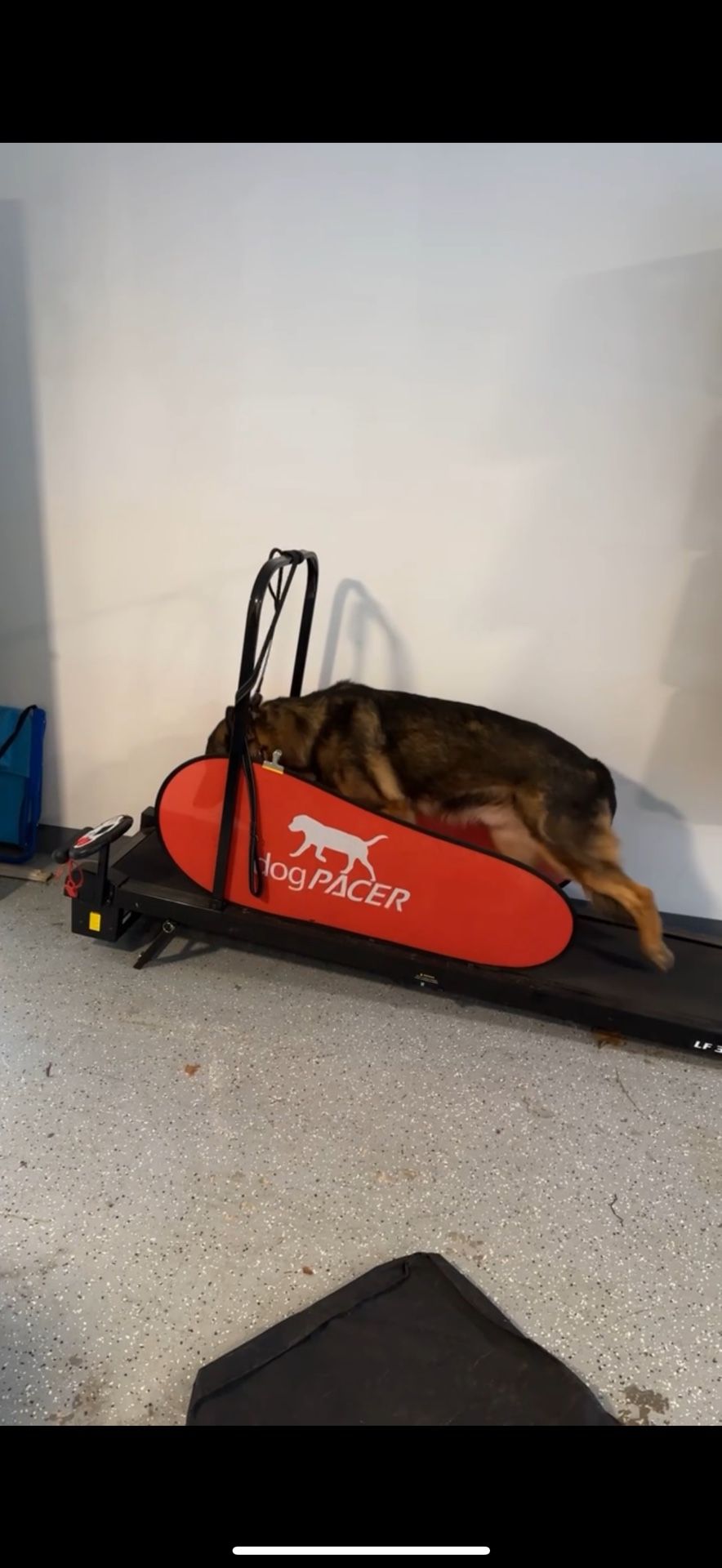 dogPACER LF 3.1 Treadmill – Great Condition