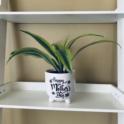 Live Dracaena Lemon Lime House Plant in a Ceramic Pot