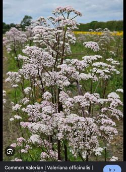 Plantas de valeriana