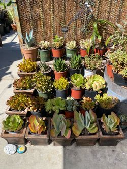 Various plants