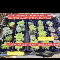FRIDAY NIGHT AND SUNDAY
2  PLANT AND SUCCULENT 
SALES AT THE MOOSE LODGE 
FRIDAY 5PM TO 8
AND SUNDAY 10 AM TO 4PM
20835 RUTLEDGE RD 
NICE VARIETY 
SEE